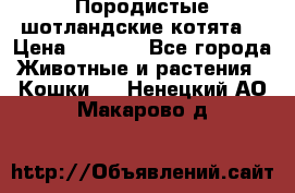 Породистые шотландские котята. › Цена ­ 5 000 - Все города Животные и растения » Кошки   . Ненецкий АО,Макарово д.